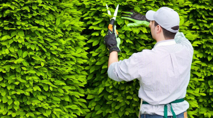 manutenção de áreas verdes